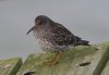 Purple Sandpiper at Southend Pier (Steve Arlow) (46018 bytes)